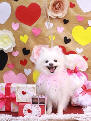 20230214フルールちゃん